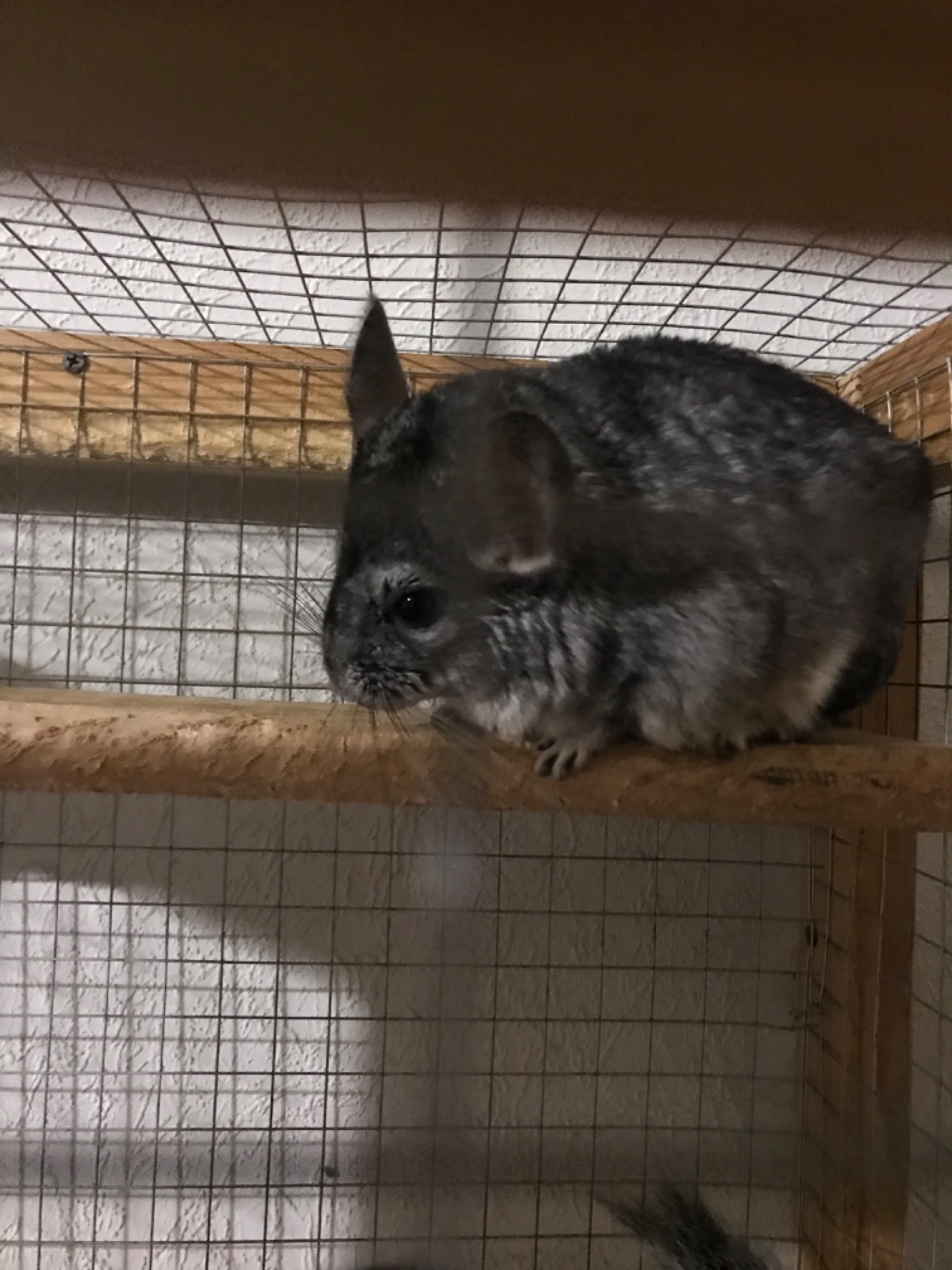 Продаються дві шиншили