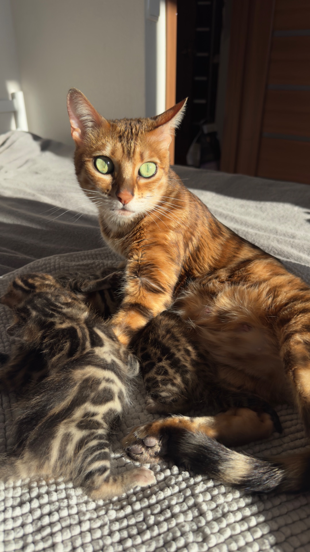 Бенгальські Кошенята