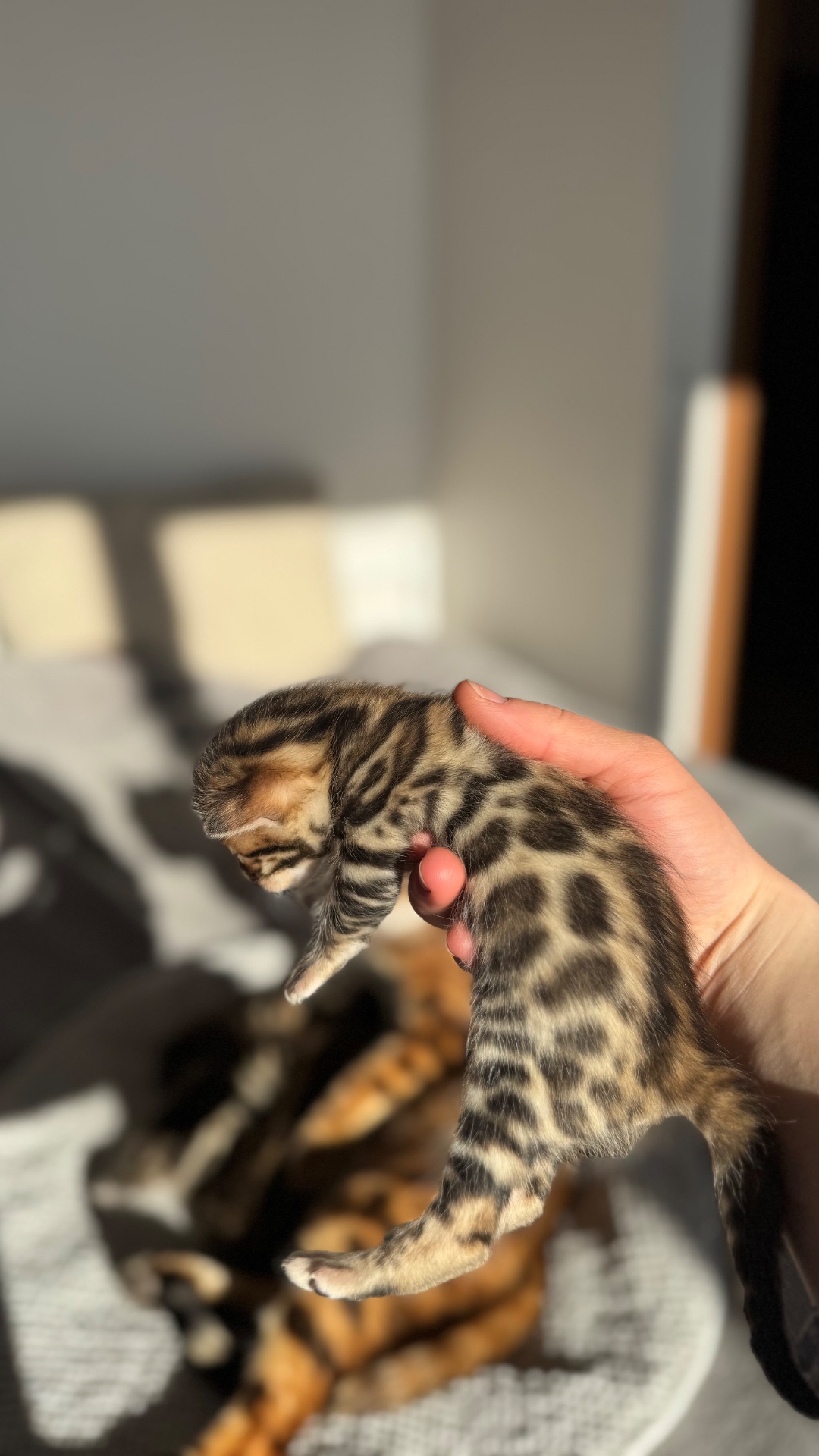 Бенгальські Кошенята