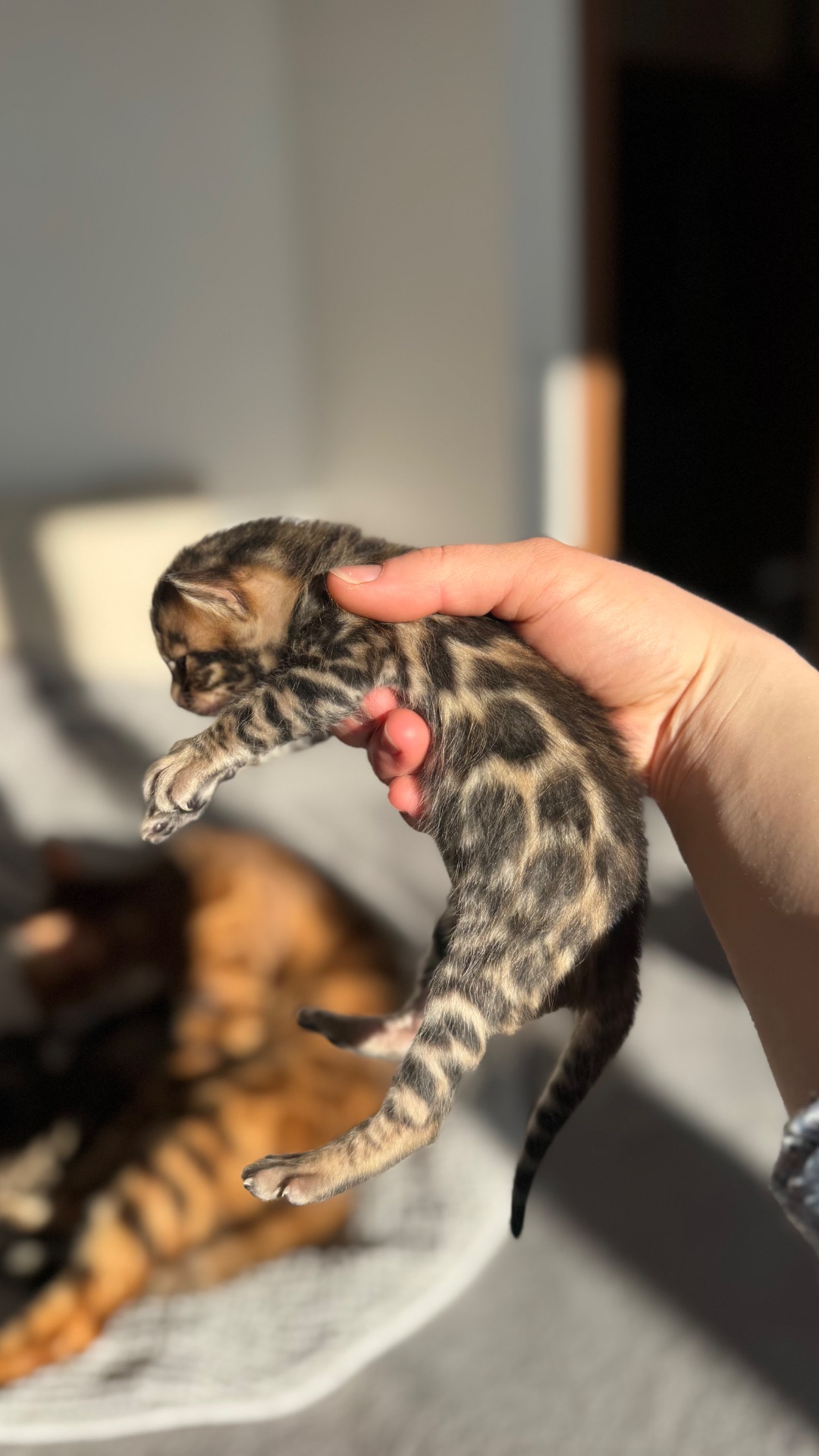 Бенгальські Кошенята