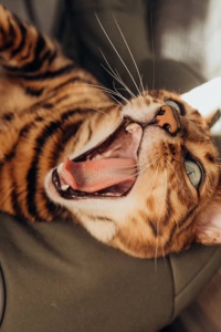 Бенгальські Кошенята