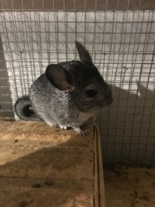 Продаються дві шиншили