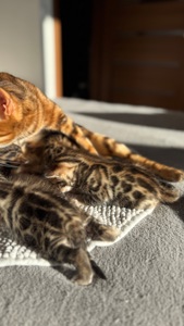 Бенгальські Кошенята