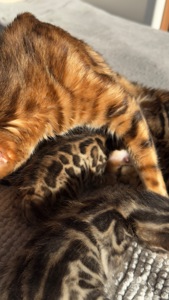 Бенгальські Кошенята