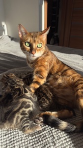 Бенгальські Кошенята