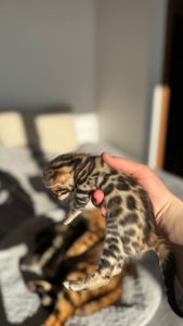 Бенгальські Кошенята