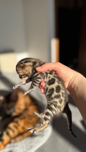 Бенгальські Кошенята