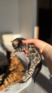 Бенгальські Кошенята