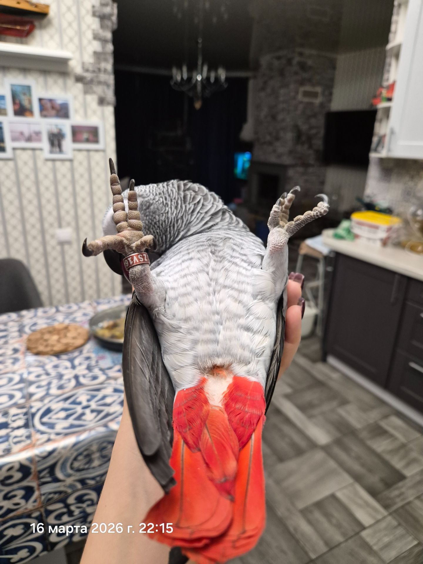 Жако, Птенчики, есть мальчик