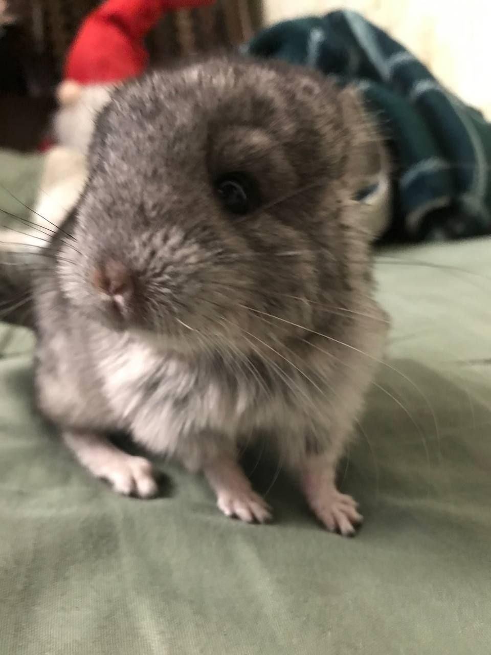 Шуша хлопчик