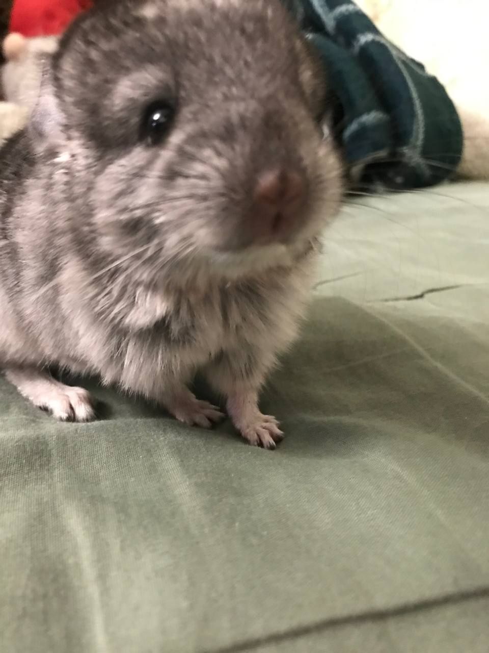 Шуша хлопчик