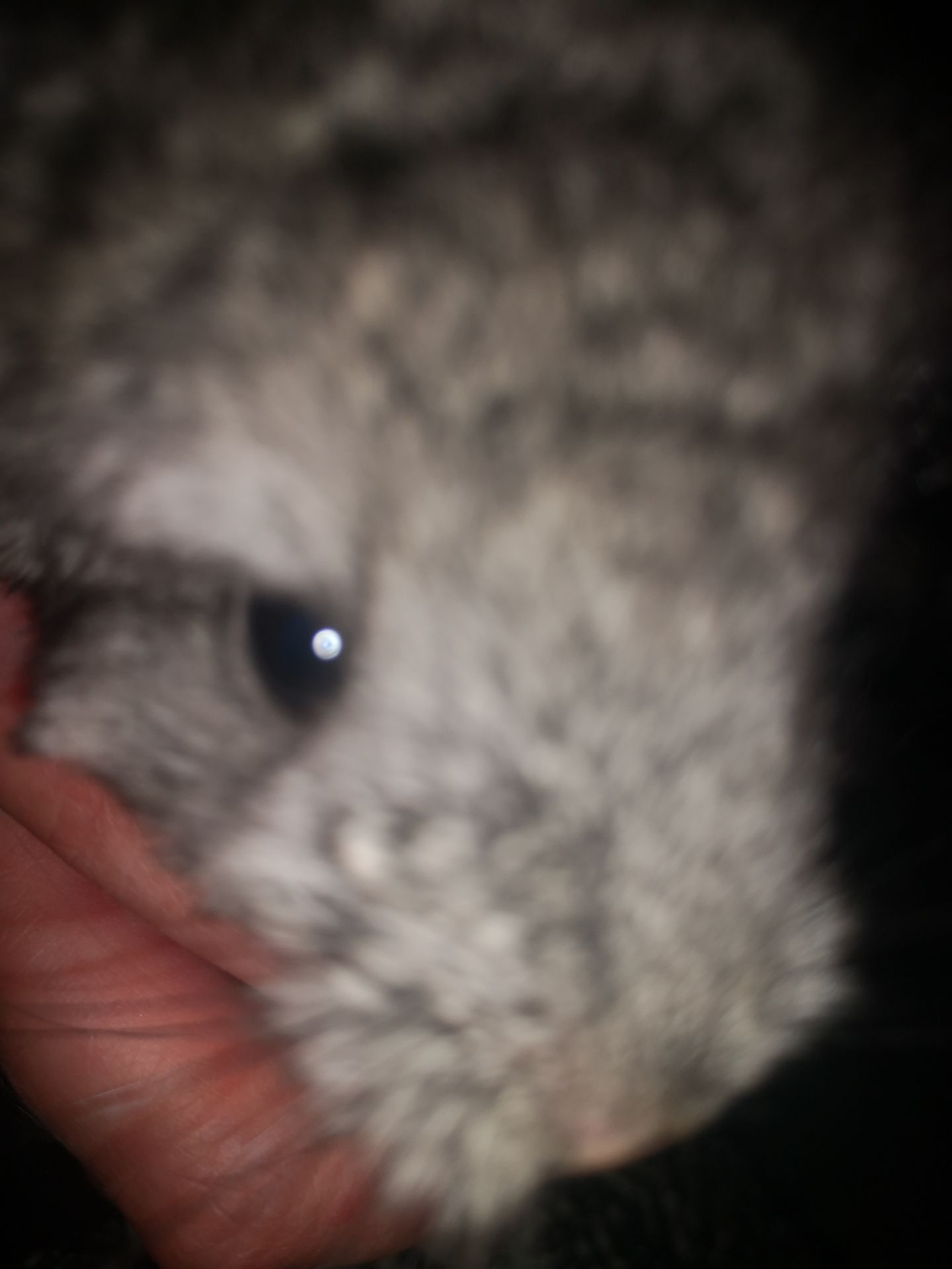 Шуша хлопчик