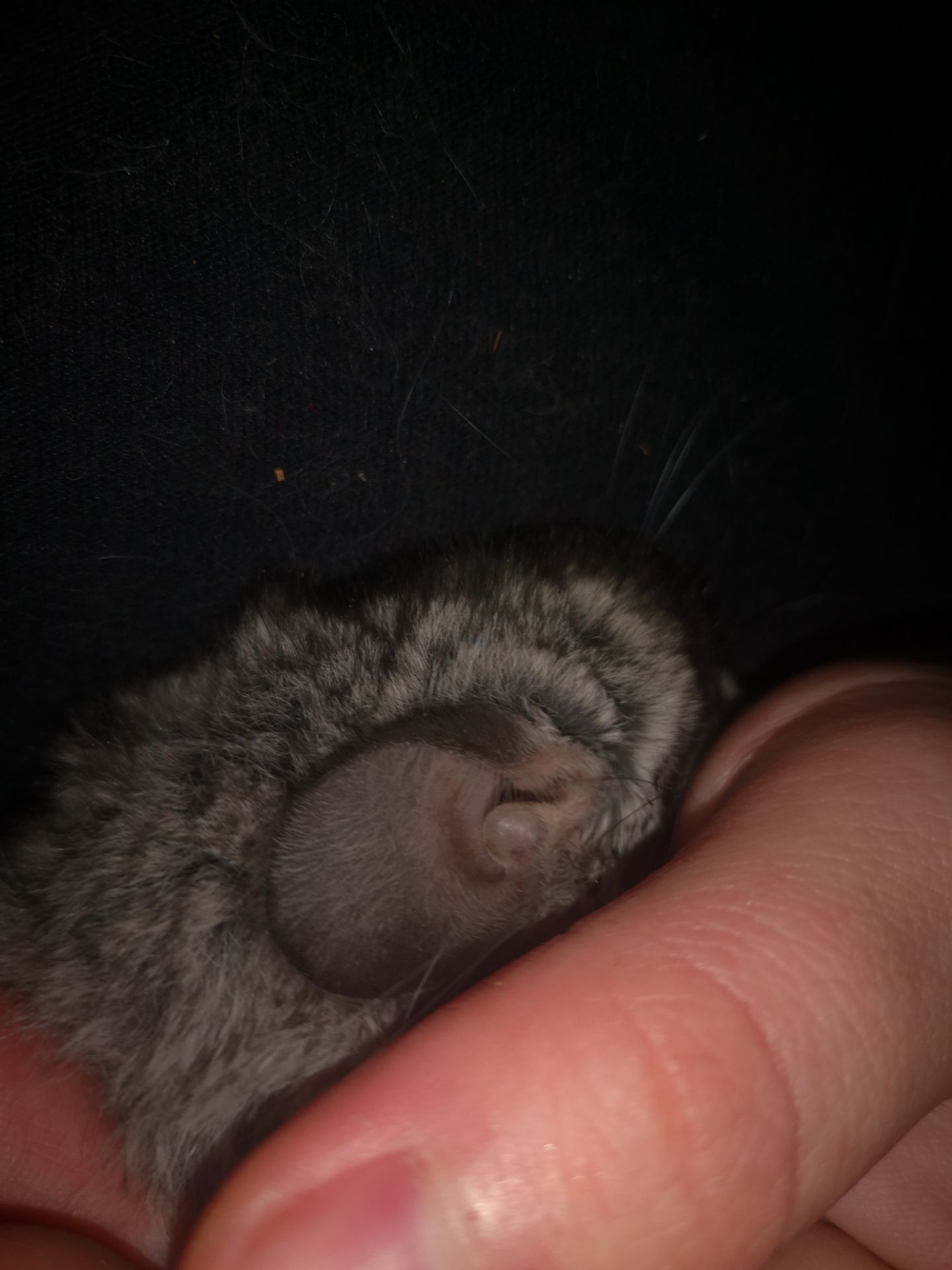 Шуша хлопчик