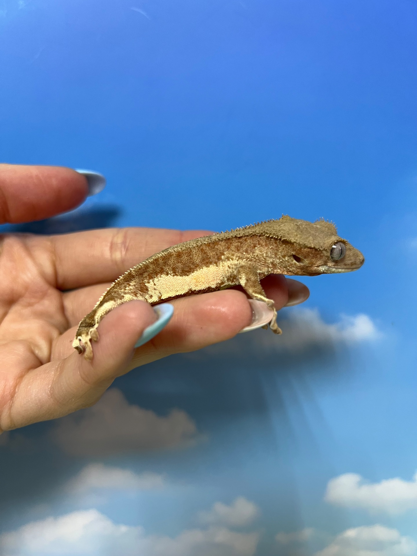 Бананоїд ящірка бананоед