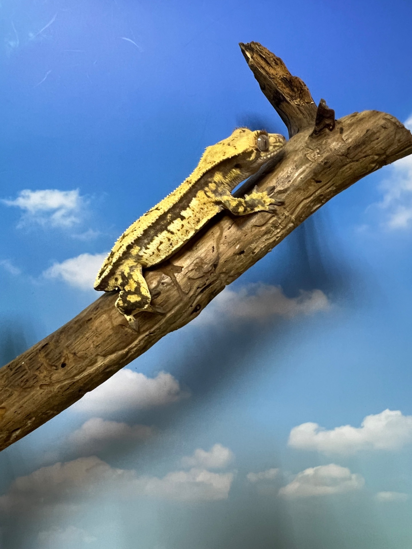 Бананоїд ящірка бананоед