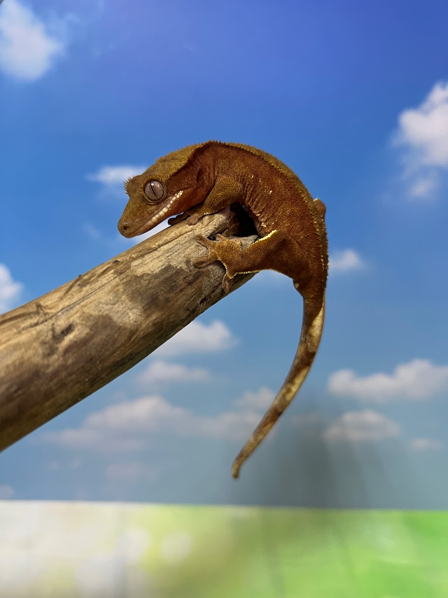 Бананоїд ящірка бананоед