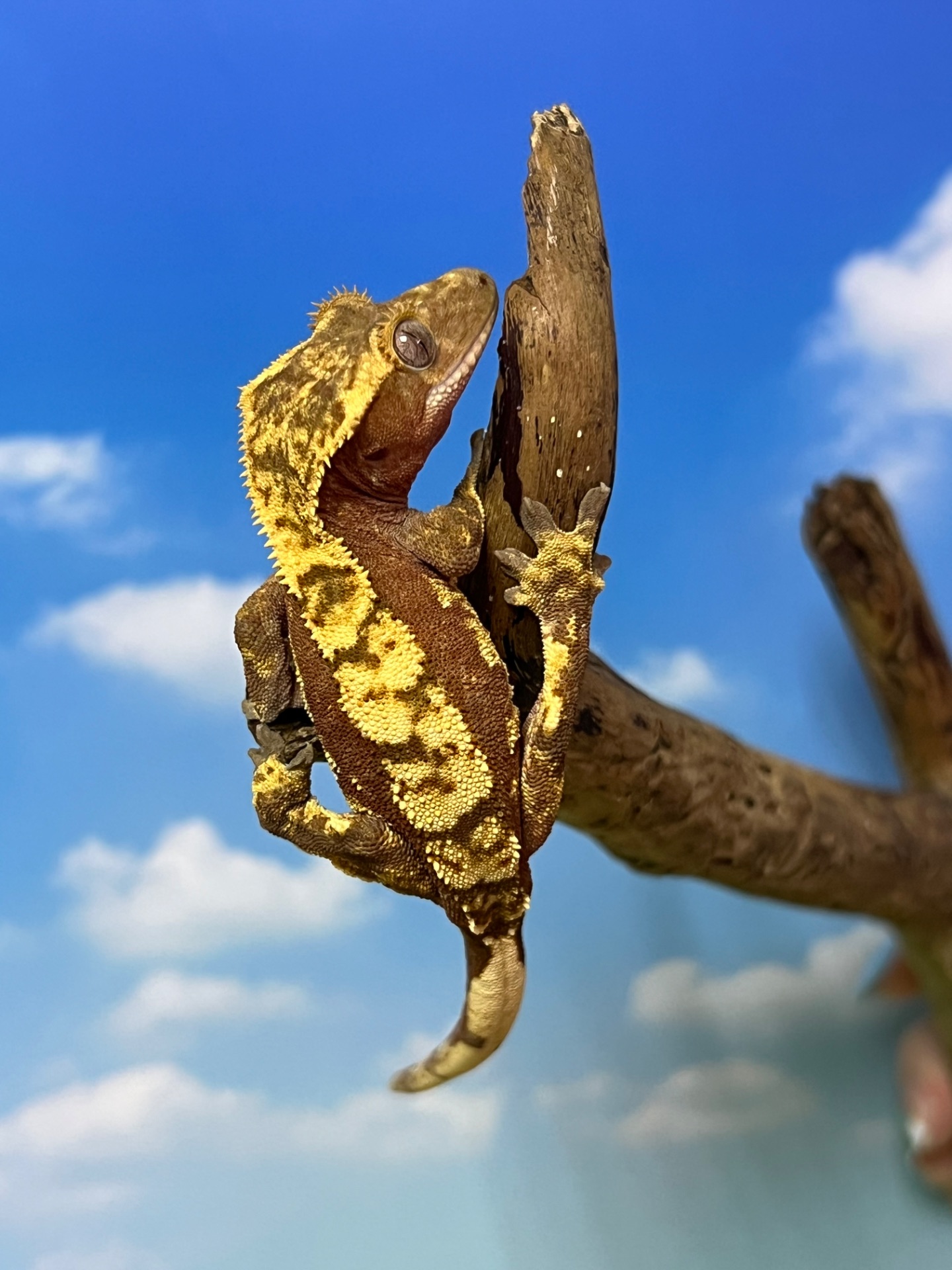 Бананоїд ящірка бананоед