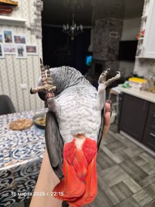 Жако, Птенчики, есть мальчик