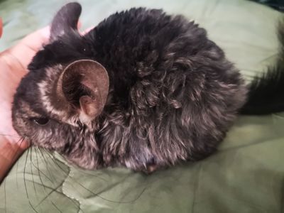 Шуша хлопчик