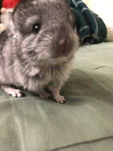 Шуша хлопчик