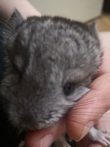 Шуша хлопчик