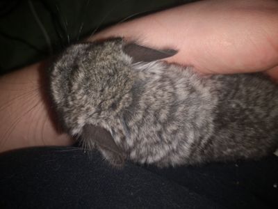 Шуша хлопчик