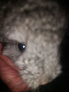 Шуша хлопчик