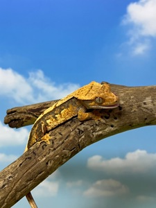 Бананоїд ящірка бананоед