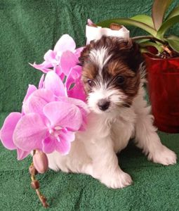 Бівер йорк, дівчатка та хлопчики міні стандарт та хлопчик міні