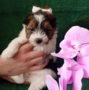 Бівер йорк, дівчатка та хлопчики