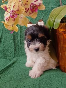 Бівер йорк, дівчатка та хлопчики міні стандарт та хлопчик міні