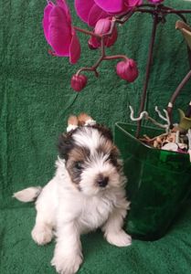 Бівер йорк, дівчатка та хлопчики міні стандарт та хлопчик міні