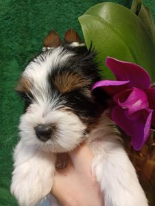 Бівер йорк, дівчатка та хлопчики