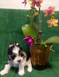 Бівер йорк, дівчатка та хлопчики міні стандарт та хлопчик міні