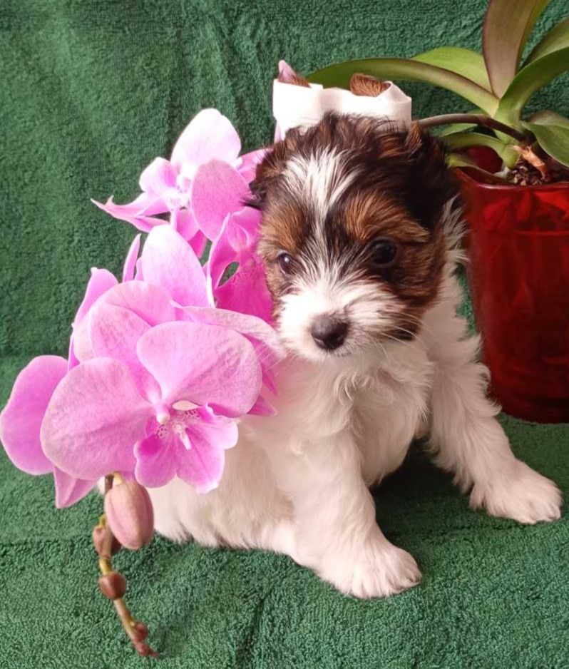 Бівер йорк, дівчатка та хлопчики міні стандарт та хлопчик міні