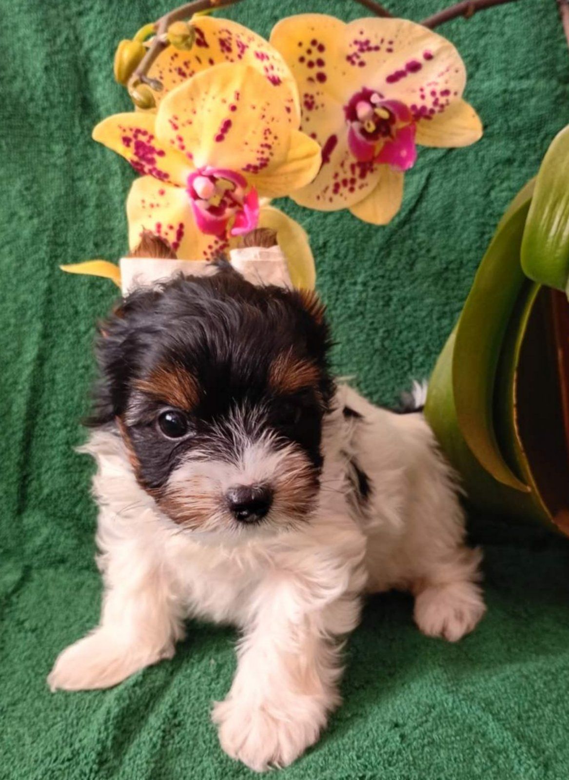 Бівер йорк, дівчатка та хлопчики