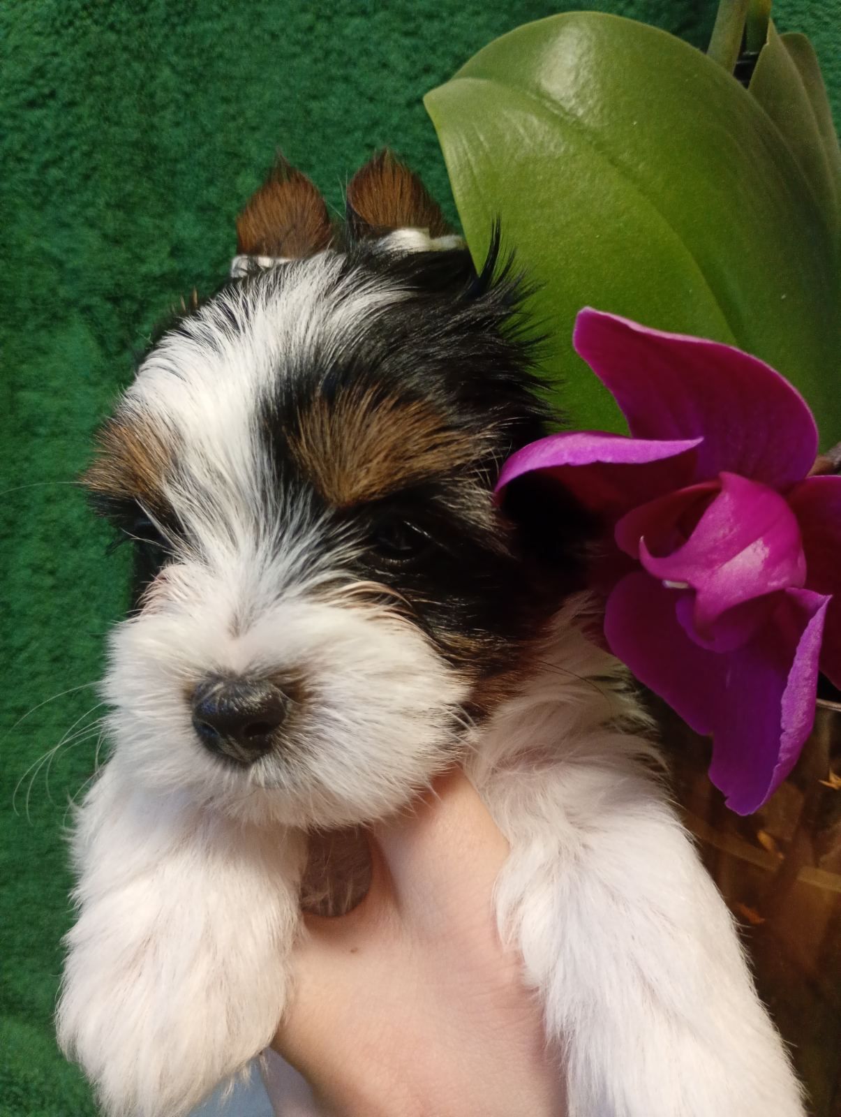 Бівер йорк, дівчатка та хлопчики