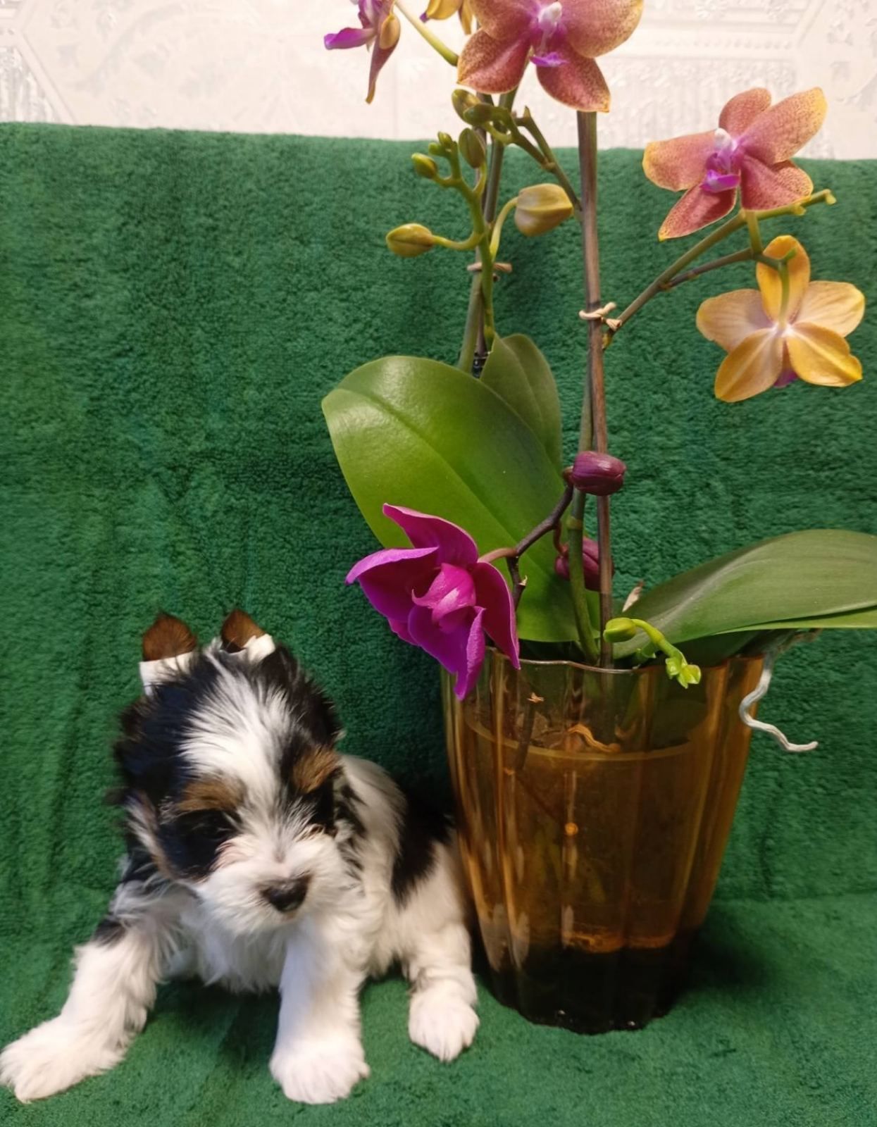 Бівер йорк, дівчатка та хлопчики міні стандарт та хлопчик міні