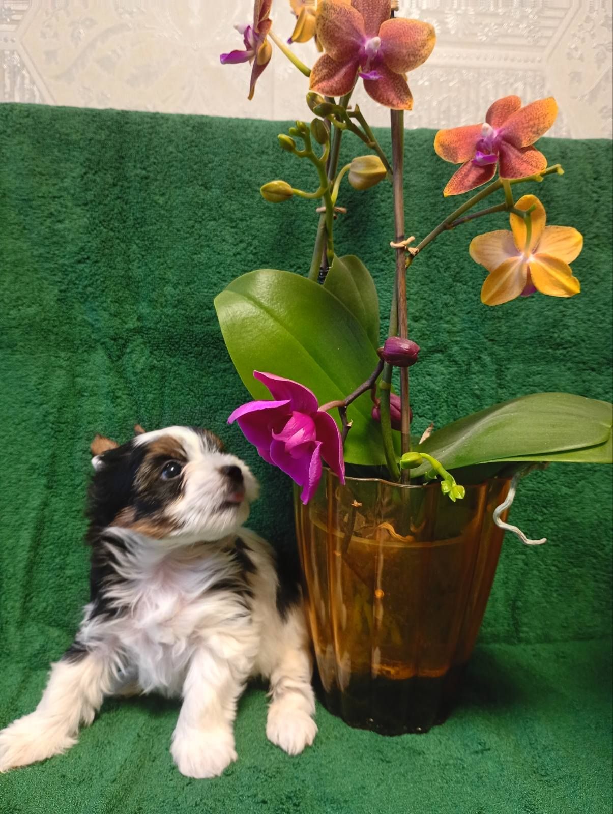 Бівер йорк, дівчатка та хлопчики