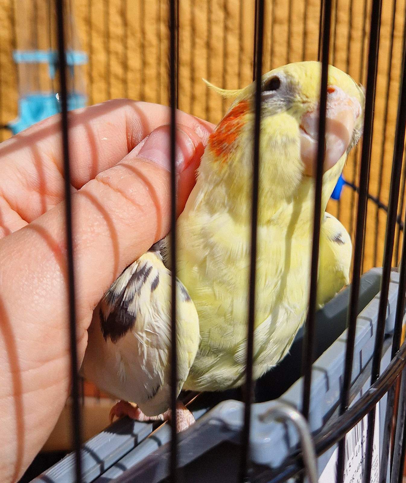 Милые попугайчики корелла нимфа