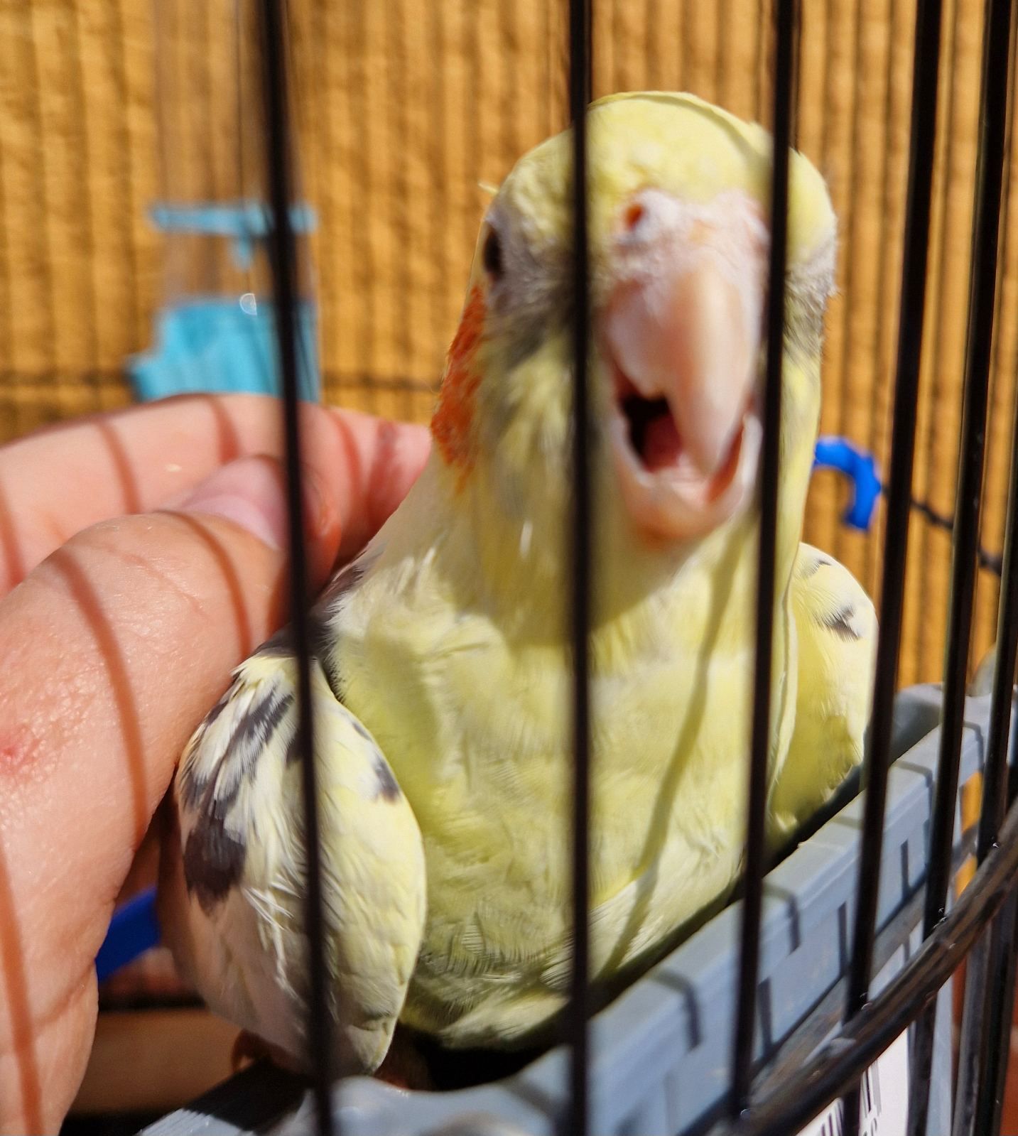 Милые попугайчики корелла нимфа