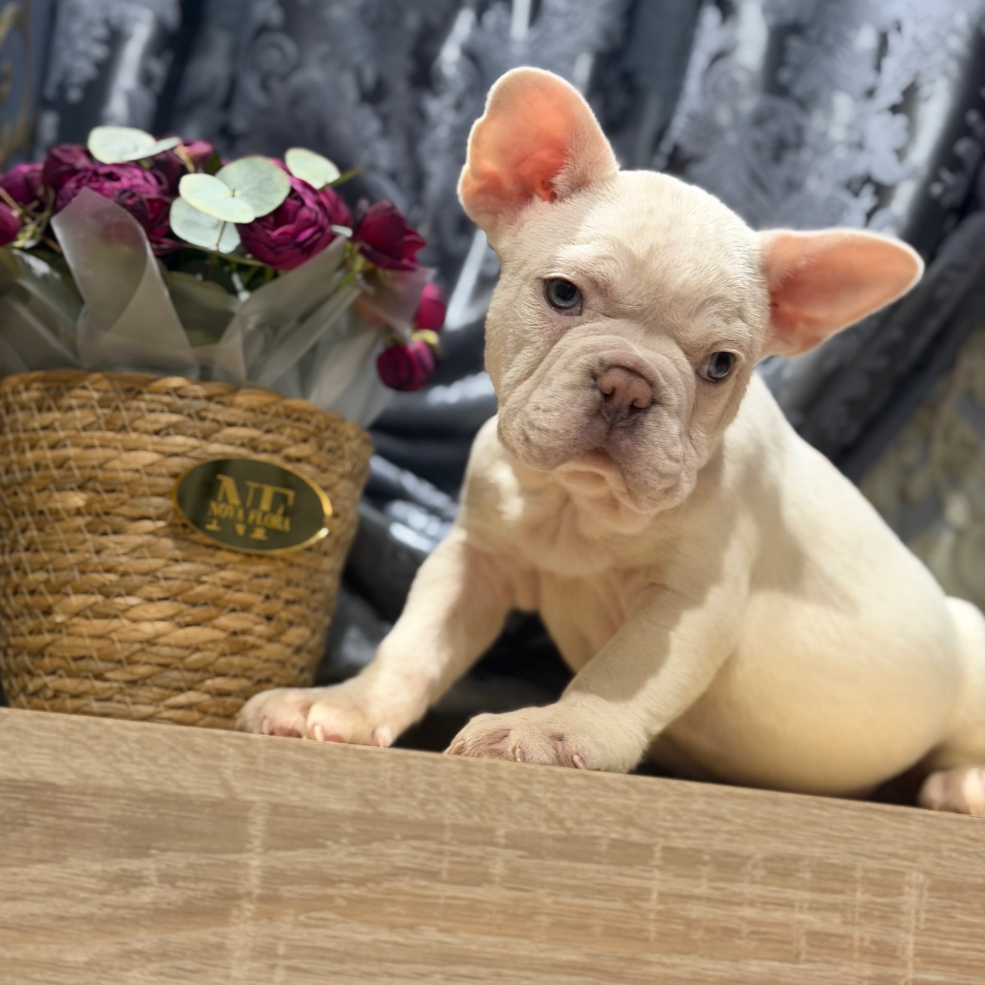 Щенки французского бульдога