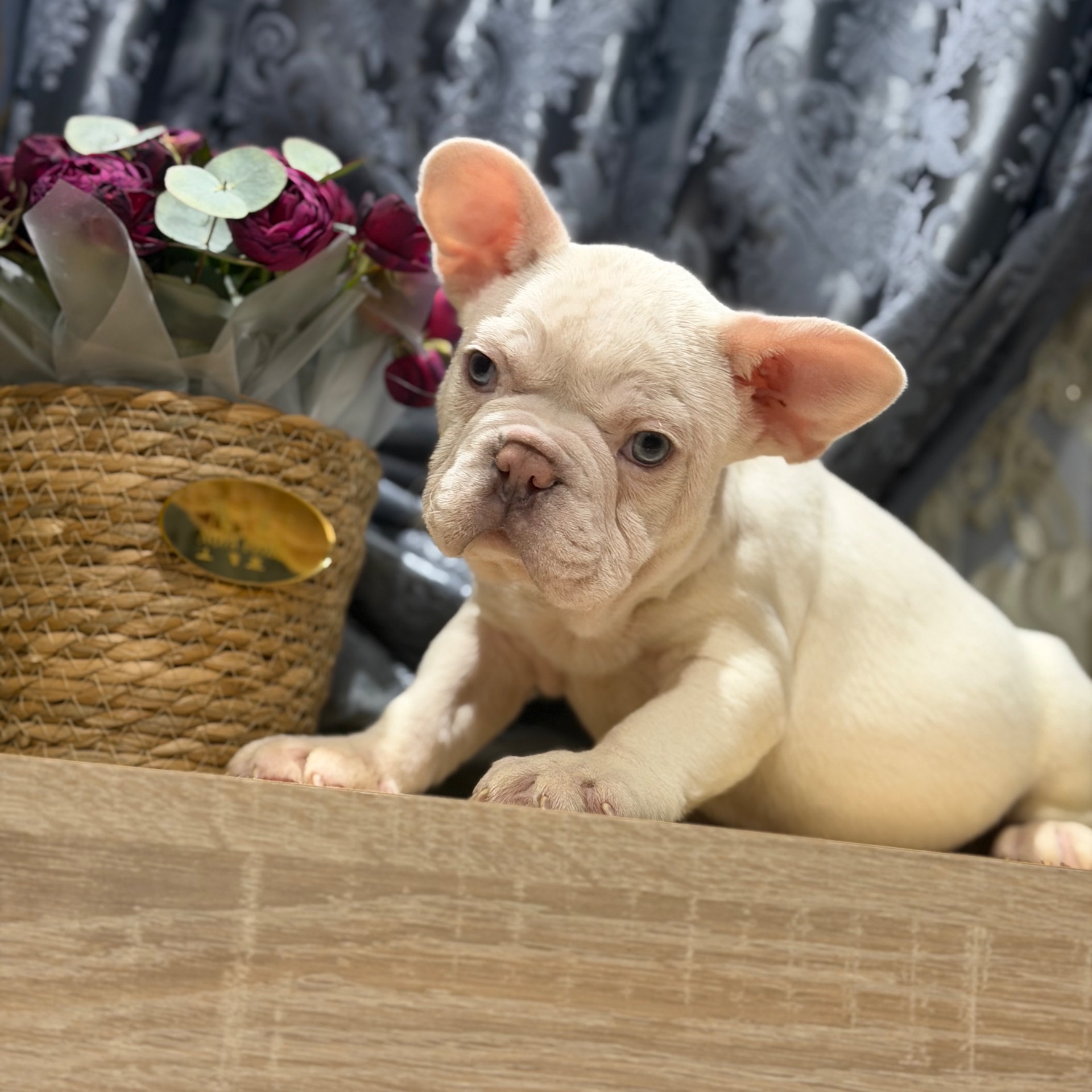 Щенки французского бульдога