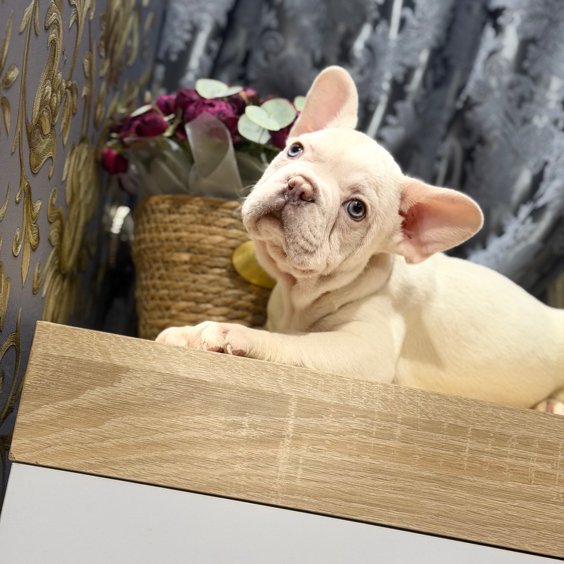 Щенки французского бульдога