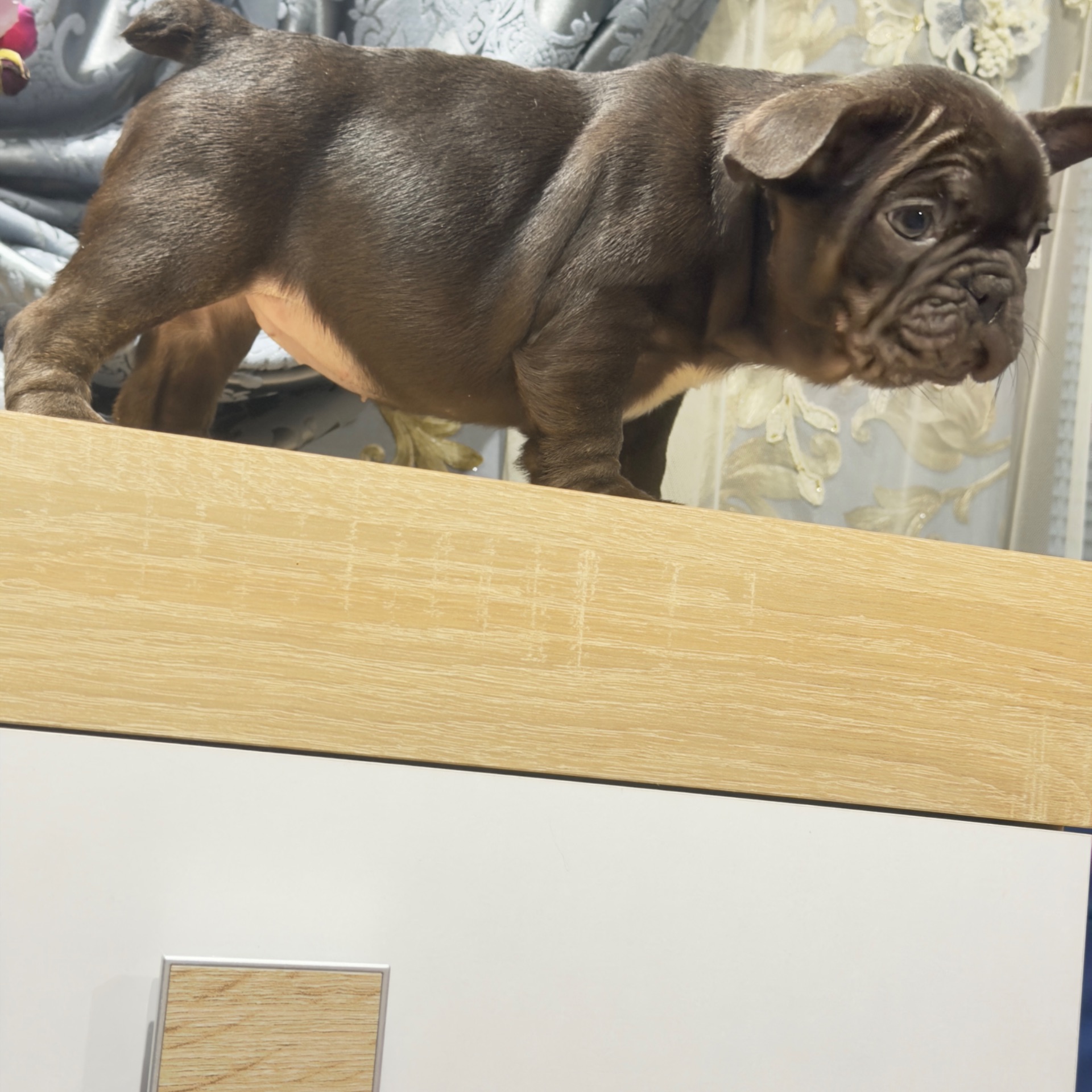 Щенки французского бульдога