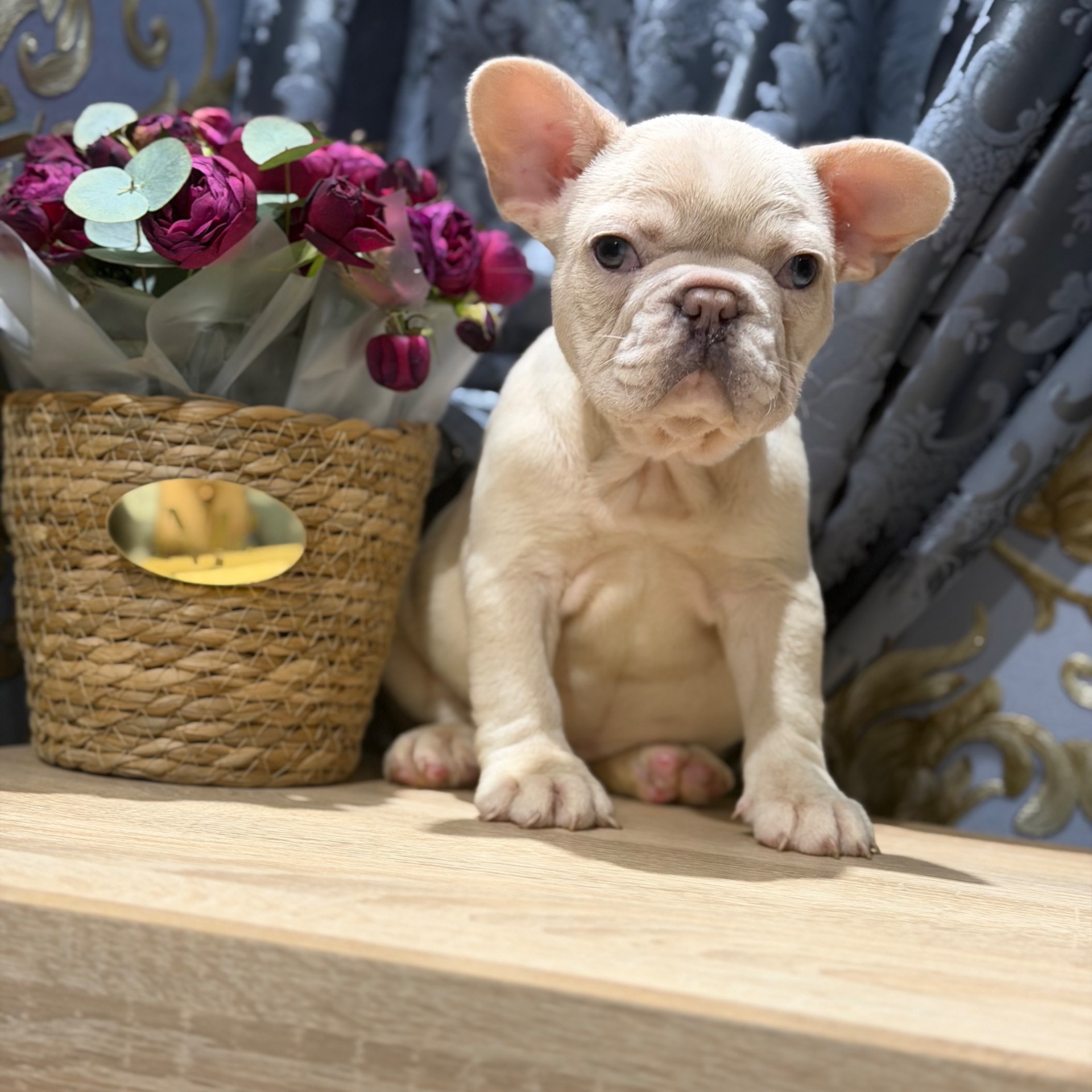 Щенки французского бульдога