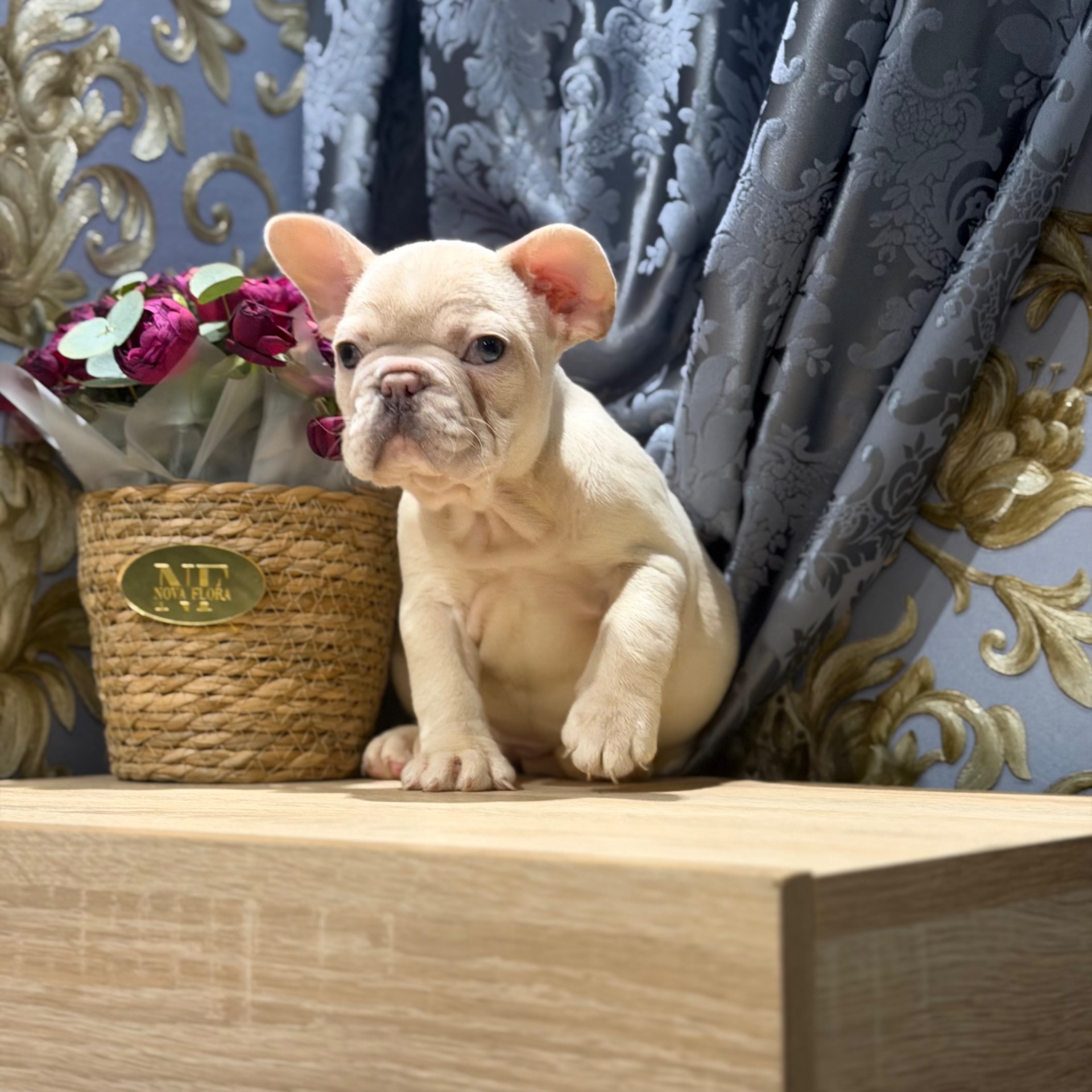 Щенки французского бульдога