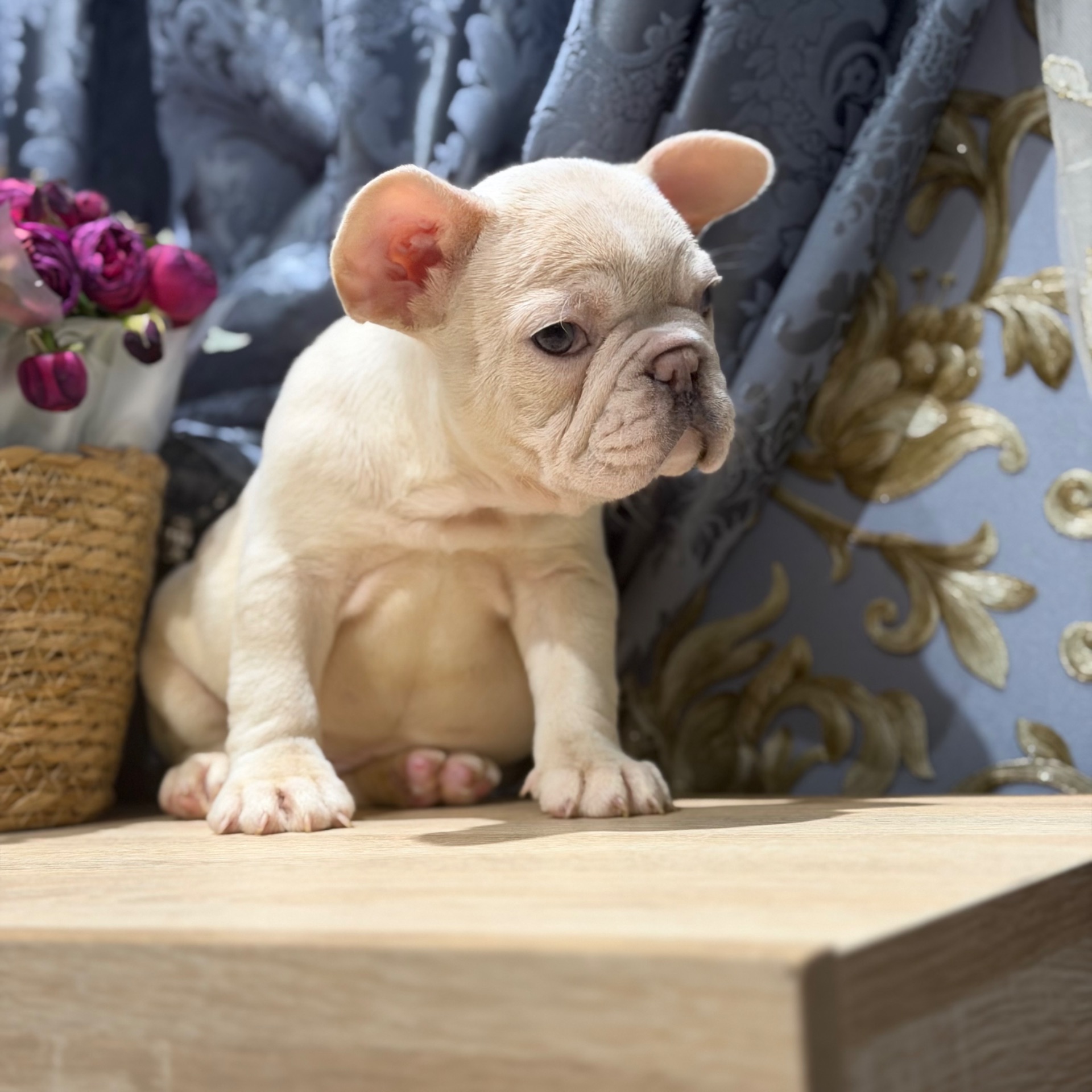 Щенки французского бульдога
