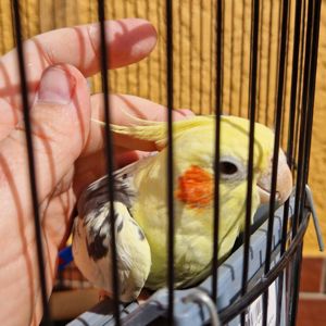 Милые попугайчики корелла нимфа