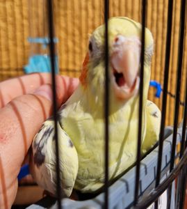 Милые попугайчики корелла нимфа